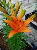 [1683 Esprit DJ No01.JPG]